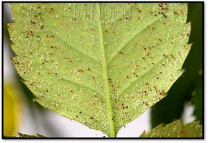 uploads/images/pest/red spider mites.jpg